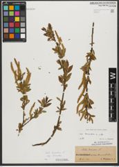 Foto von Salix triandra subsp. triandra L.
